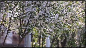 转载自：天津北方网：“你好天津”：真正的花瓣雨在五大道实现了