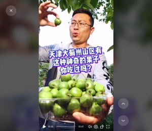 转载自：馋人的东东的作品：山沟里的果子口感甜蜜哦，你吃过吗？软枣猕猴桃！ #深夜美食 #快味中秋 @邦均崔记铁锅炖